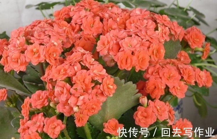 农历十一月大雪过后，养什么花？家里养3种花，金桂生辉萱草长春