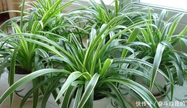 这5种花,最怕晒太阳,不遮阴容易黄叶枯萎!