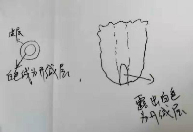 花树|蟹爪兰养不好,用此“神木”一嫁接,快速爆满芽,开成“花树”