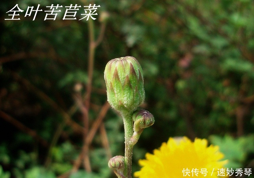 野生苦菜知多少，看图识苦菜