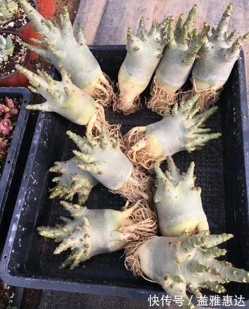 超好养活的花,美丽不输牡丹,花期300天,抗高温抗干旱!