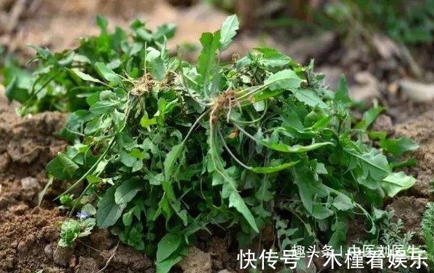 异叶茴芹|女人不想被叫“黄脸婆”,不妨多吃以下3物,美容养颜抗衰老!