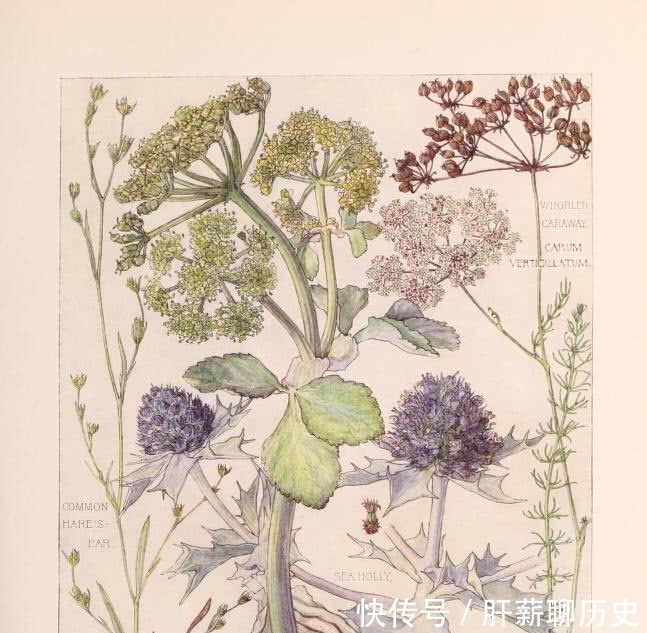 图鉴|美术欣赏之植物图鉴 工艺美术运动风格