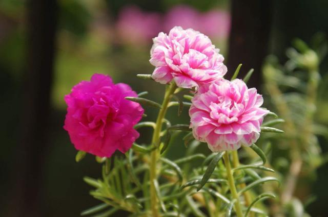 适合家养的3种花,好养易活不矫情,越贱养开花越好,全年能赏花