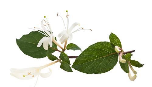 女人想要保持年輕狀態，可用3樣東西泡水喝，延緩衰老，更加年輕