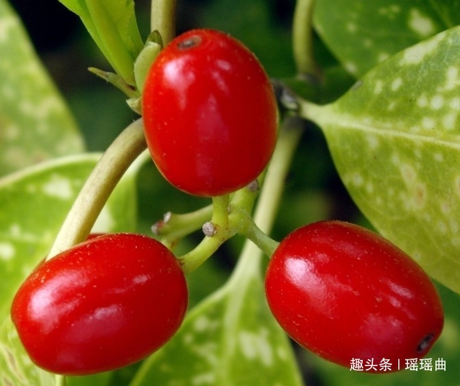 长寿|此花全身都是宝,是传统的名贵中草药,美丽婀娜,有着长寿的寓意
