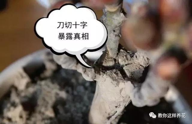 逛街碰到2种花,再喜欢也别买,买了就上当,根本活不了!