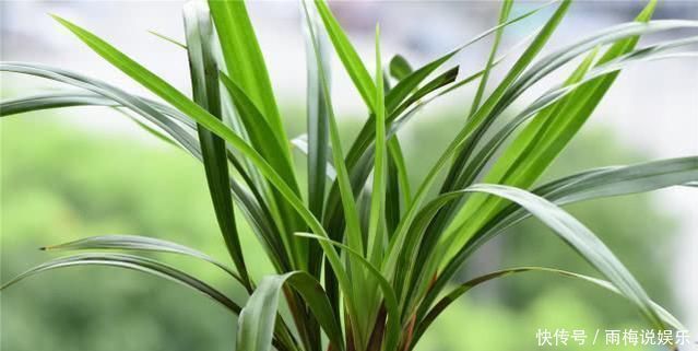 老前辈养兰花,土里加1料,兰根壮,夏不腐,兰叶呼呼长,绿油油