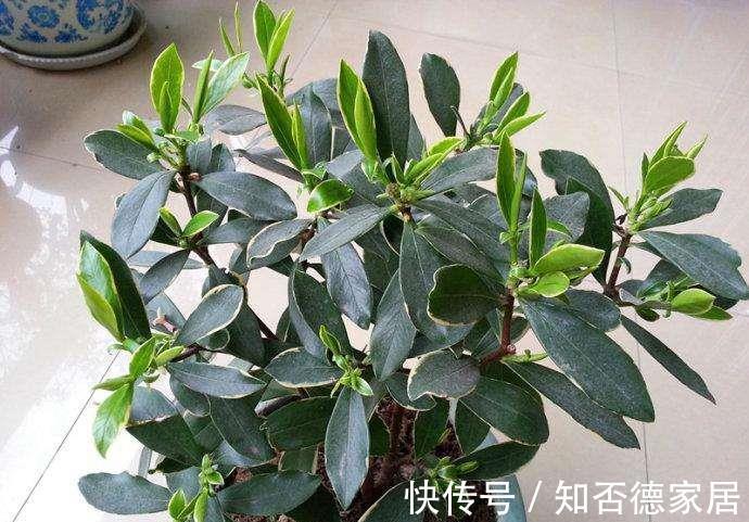 枝条|金边瑞香怎样修剪造型好看，金边瑞香这样剪错不了