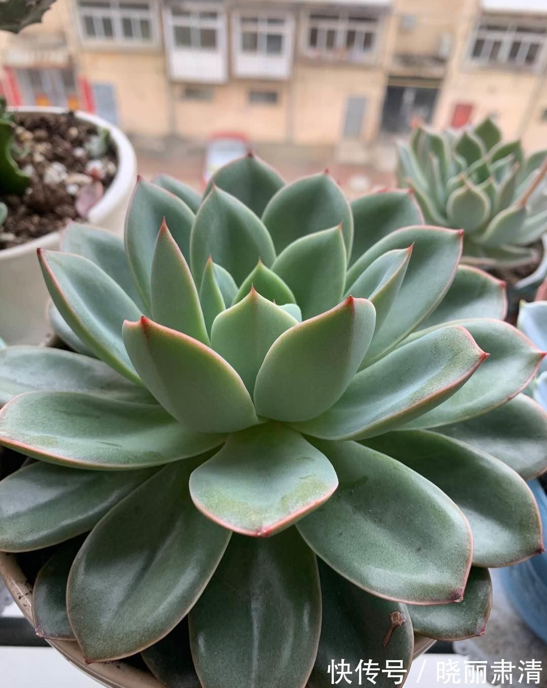 买多肉不要挑颜色,养护过程最重要,表面红彤彤,实际白菜色