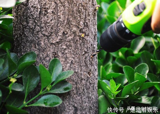 在大树树干上打一个小孔,在小孔里放上食盐,这个树会死吗?