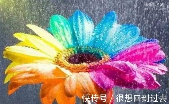 花瓣|世界上有七色堇吗?为什么说它自然生长规律