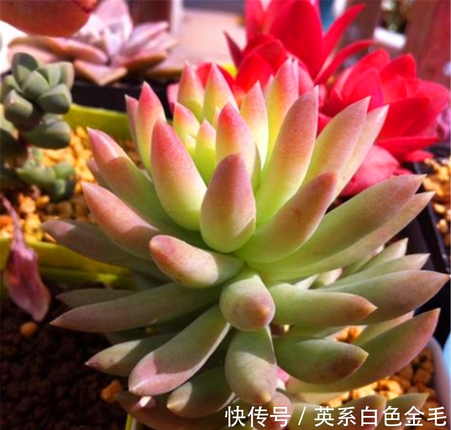 千佛手养护有2怕,难怪叶片干瘪杆子歪,学会了饱满晶莹端正挺拔