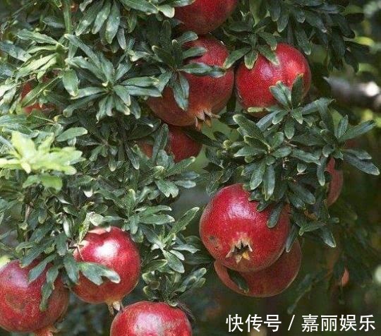 盆栽石榴如何修剪1个修剪小技巧,株型美如盆景,果子多又大