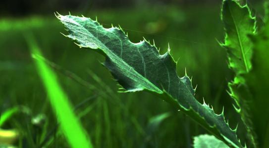 野菜长得比盆栽还美,还有神奇作用,农村小孩最喜欢!