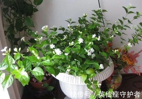 盆栽|农历十月十八小雪后,养什么花?家里养3种花,幸福如意福泰安康