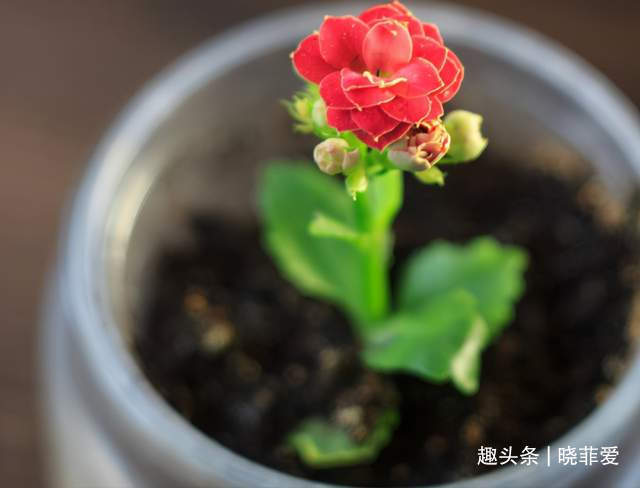 病虫害|长寿花什么时候修剪三种情况赶紧剪,越剪越旺盛,开成大花球