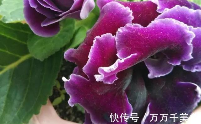 花卉|3种耐阴植物,还是同科的“亲戚”,养殖在北阳台上,照样开满花