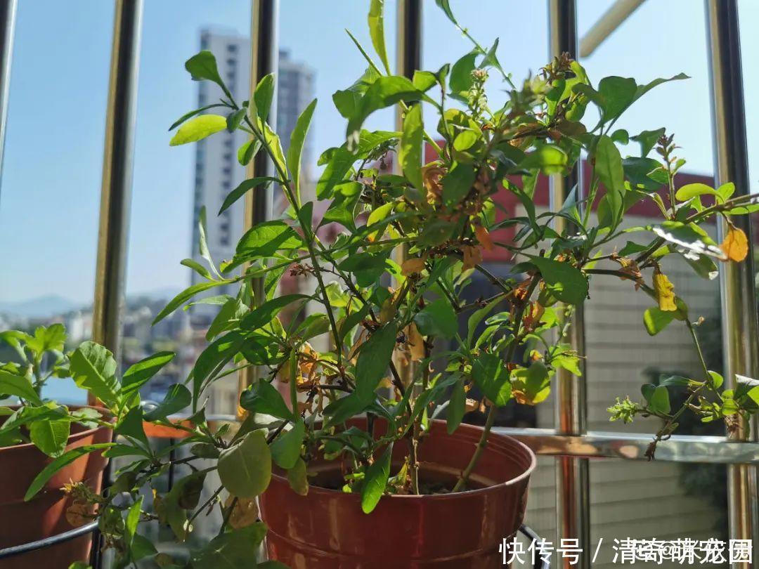 潮湿|超级“喜水”的花,3天不浇水,就离死不远了