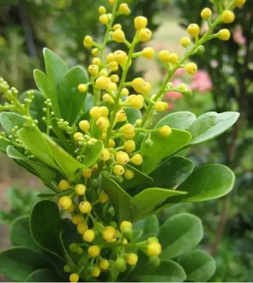 微酸性|养的“米兰花”清香扑鼻,掌握3个关键点,花开满盆,比香水好闻