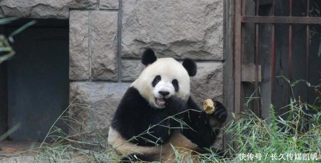 北京动物园人气爆棚，百年大门特别再次开门，动物“被迫营业”