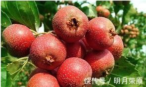 肠道|天然的“洗肠高手”来了，每天吃一吃，便秘通了，大肚腩也没了