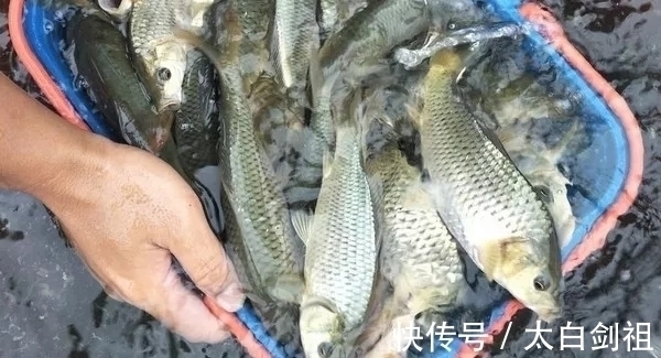 不讲武德！男子敲碗抓鱼，鱼是凭声音被一网打尽的吗？