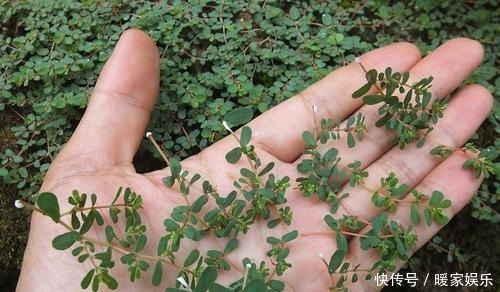 地锦草|马齿笕的“孪生兄弟”,人称“血见愁”,止血不留疤,你见过吗