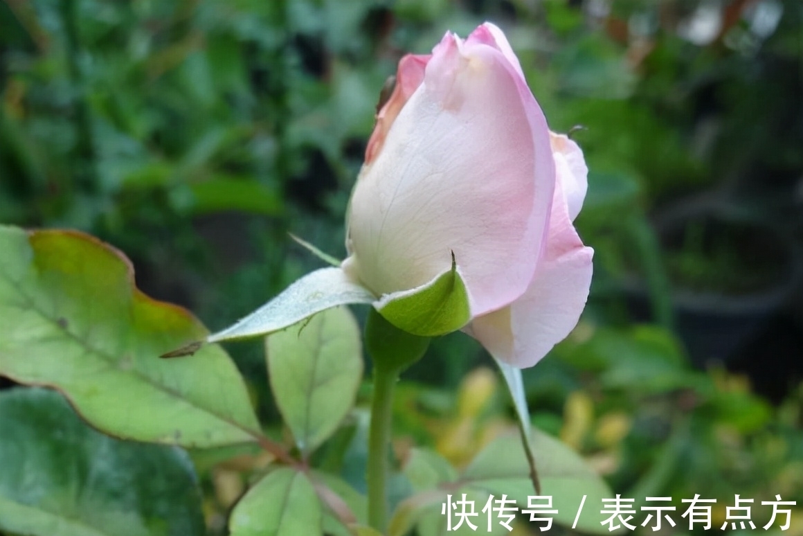 月季|这10种中国古老月季花型美、花期长，不输欧月，你值得拥有