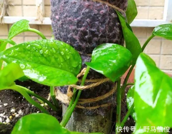 红掌|茉莉花扦插有机关,砍这一段枝条,插土里3天就活