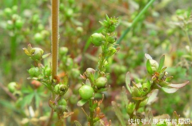 山中这种“植物”，以前当粮食，如今才知是“接骨草”，珍贵！