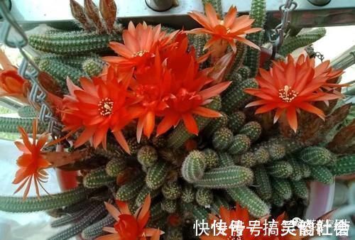 花根|5种网红懒人盆栽，浇水越少长得越旺，勤快人一般都养不好！