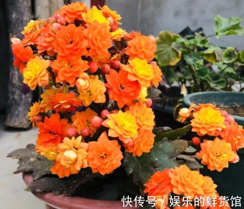 结晶体|养花用磷酸二氢钾催花，到底该怎么操作，为什么有人喜有人厌？