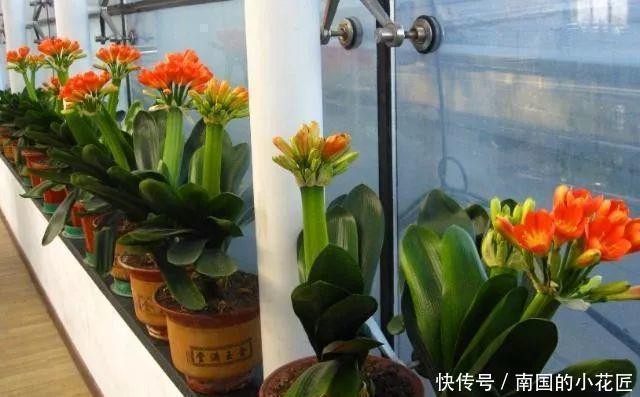 3种水直接浇花 是毒水 浇下去花卉黄叶 烂根都来了 粉紫色 3种水直接浇花 是毒水 浇下去花卉黄叶 烂根都来了 粉紫色