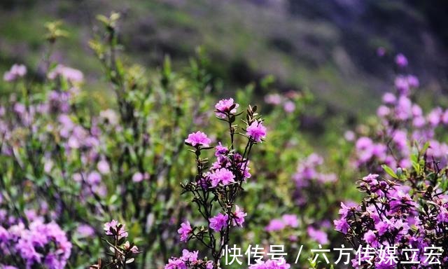 杜鹃花|青海夏季的山坡是这么的美丽，杜鹃花是最好的花