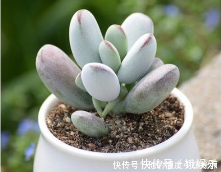 养护|夏天养4款“景天多肉”,便宜好养,花苞红彤彤,呼呼窜成肉瀑布