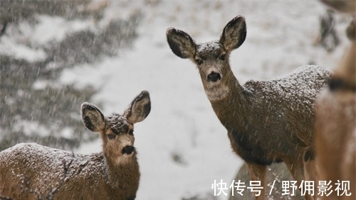 财神|家里有哪些生肖，财神来到家门口，福星常驻大厅堂