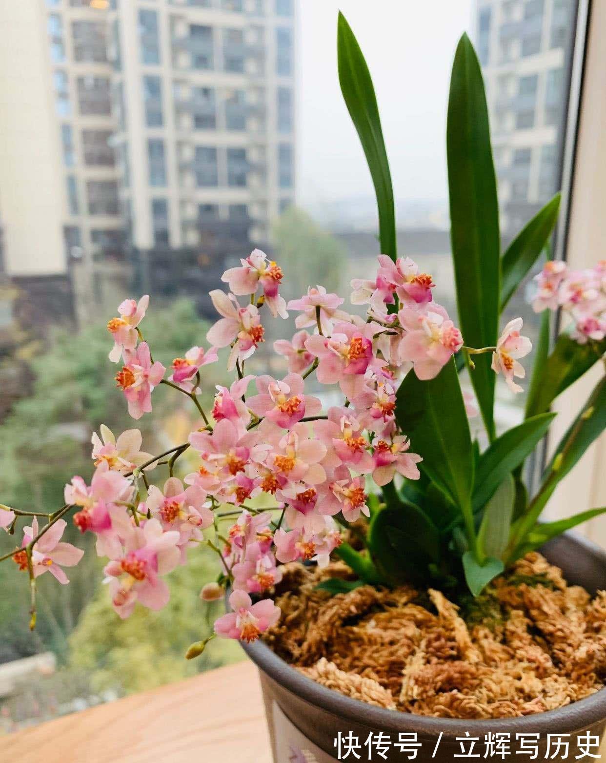 16种花被誉为冬日里的“开花机器”,喜欢就可以养起来,又美又香