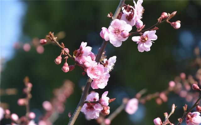 老年|“森林春花图”徐徐展开 申城进入春花观赏季