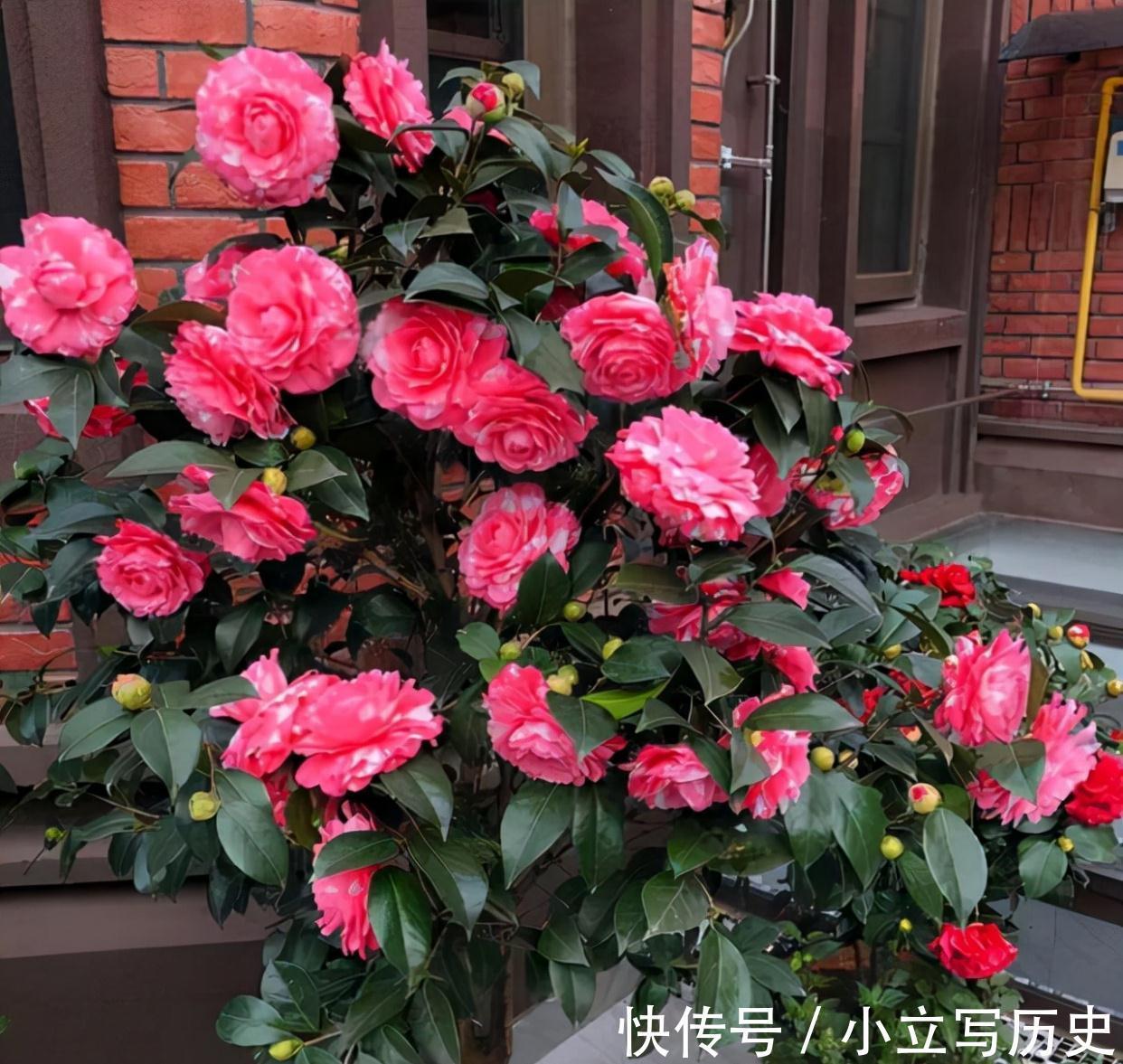 天冷了，15种漂亮花喜欢“大太阳”，多晒长得壮，花更多