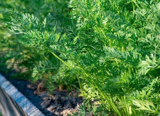 不错|此菜是我们身边的“补钙之王”，小孩每天吃一盘，个头猛长！