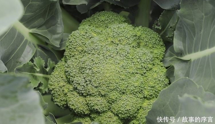 保护心血管|西兰花搭一宝,一起食用,食欲胃口好了,色斑没了,身体更健康了