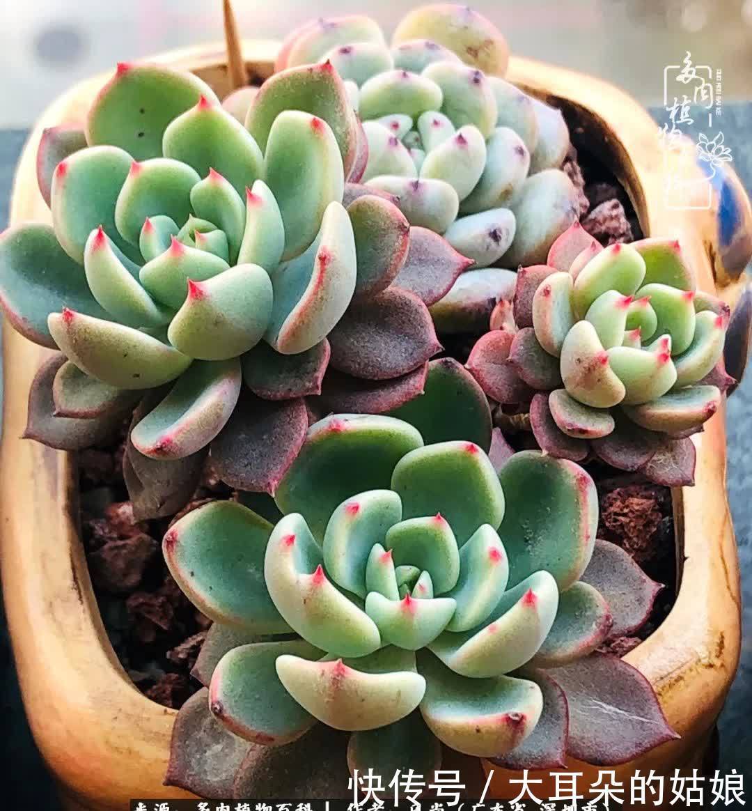 春风化雨,润物无声,爱上多肉,欲罢不能!