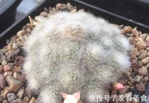 虎皮兰|这16种花冬天越浇越死,3个月不管,反而长高个