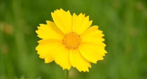 颜值|3种花颜值超高,花型美丽,香气浓郁,四季勤开花,盆栽也可以