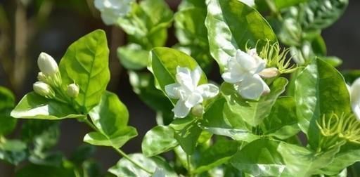 什么营养液也不如这种神仙水,半月浇一勺,养什么花都长势旺