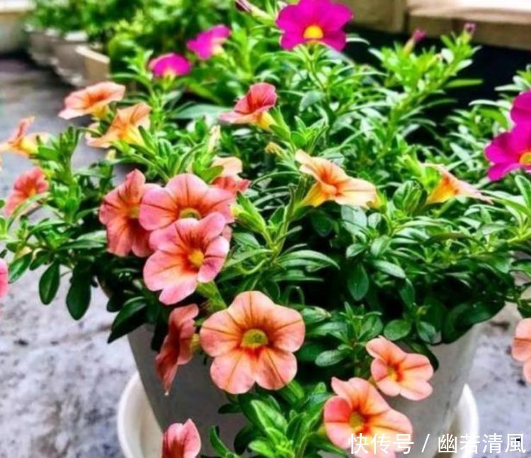 适合家养的几款花卉，开花勤爱爆盆，盛开时繁花似锦
