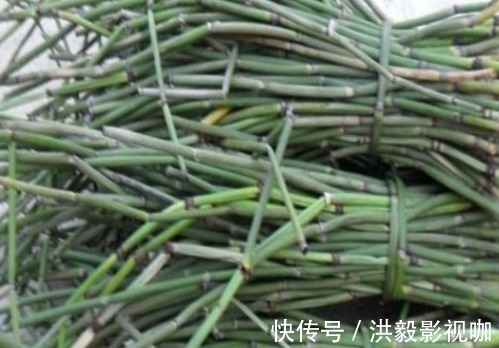 杂草|农村杂草被称为“节节草”,是可以治疗腰椎间盘突出症的珍贵草药