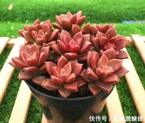 8款颜值奇高的多肉植物，第4盆最好养，第5盆好多人见了就想掐