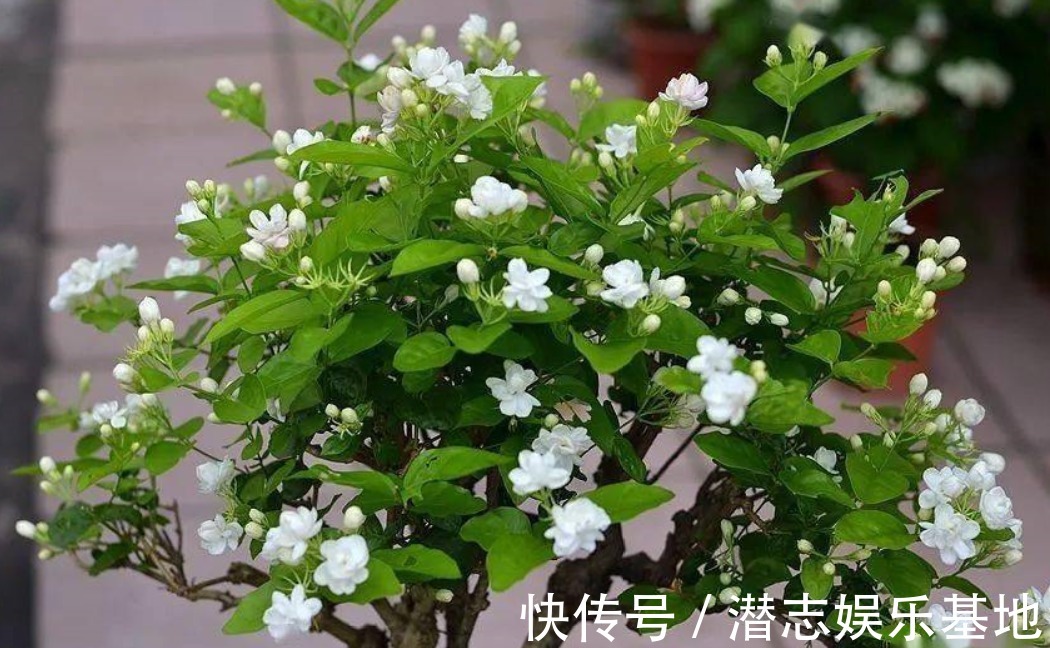 6种“漂亮花”，长了就狠剪，舍不得剪害处大，耽误一年开花量
